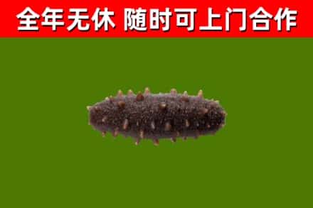 邵阳县回收海参干